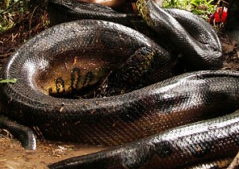 Homem é engolido por cobra e filma a tragédia no Amazonas