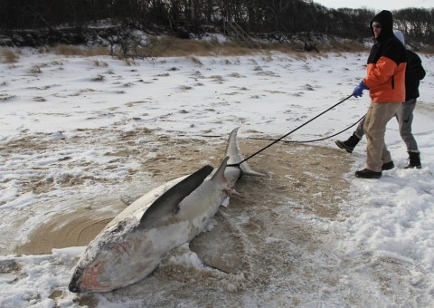 Frio mata e congela tubarões nos Estados Unidos