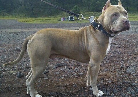 Homem é preso por tentar matar irmão após ser mordido pelo cachorro dele