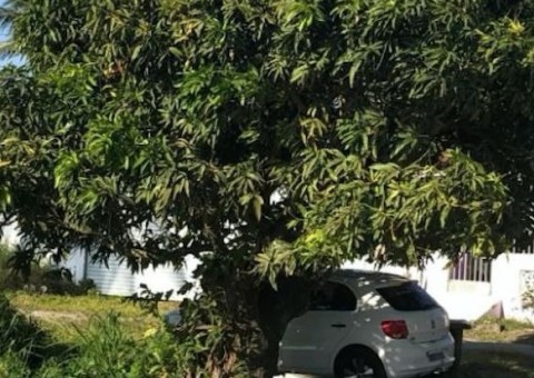 Homem é preso em cima de árvore após tentar matar ex-companheira a facadas