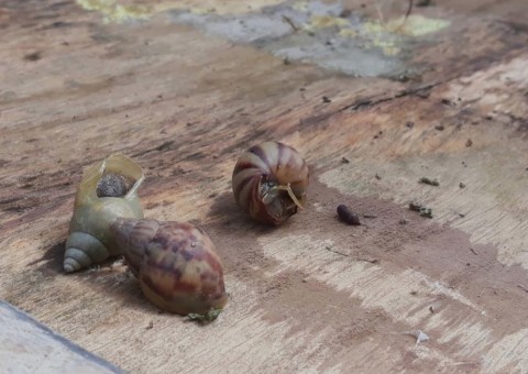 Prefeitura dá início a formação de brigada de combate ao caramujo africano