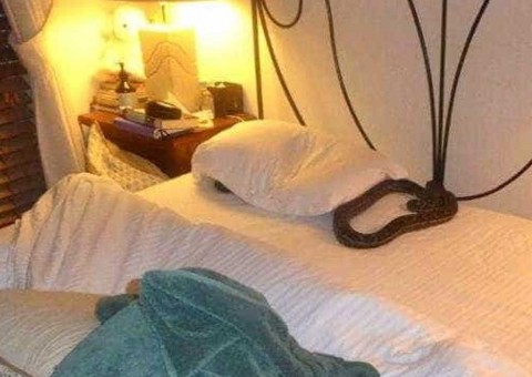 Mulher acorda e dá de cara com cobra gigante em seu travesseiro
