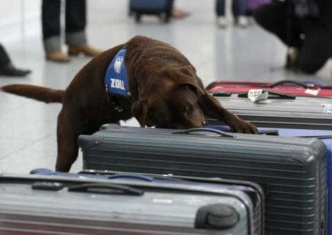 Brasileiro é preso com drogas escondidas em frascos de shampoo em aeroporto