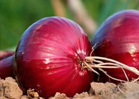 Cebola roxa é potente antidiabetes e cura infecções