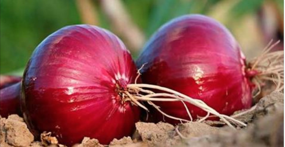 Cebola roxa é potente antidiabetes e cura infecções