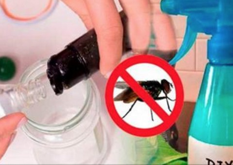 Misture estes ingredientes, aplique na sua casa e elimine moscas definitivamente