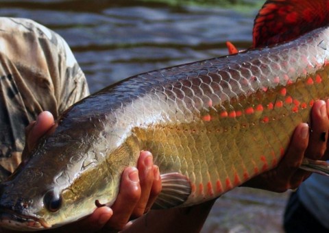 Especialistas internacionais debaterão reprodução de peixes em Manaus