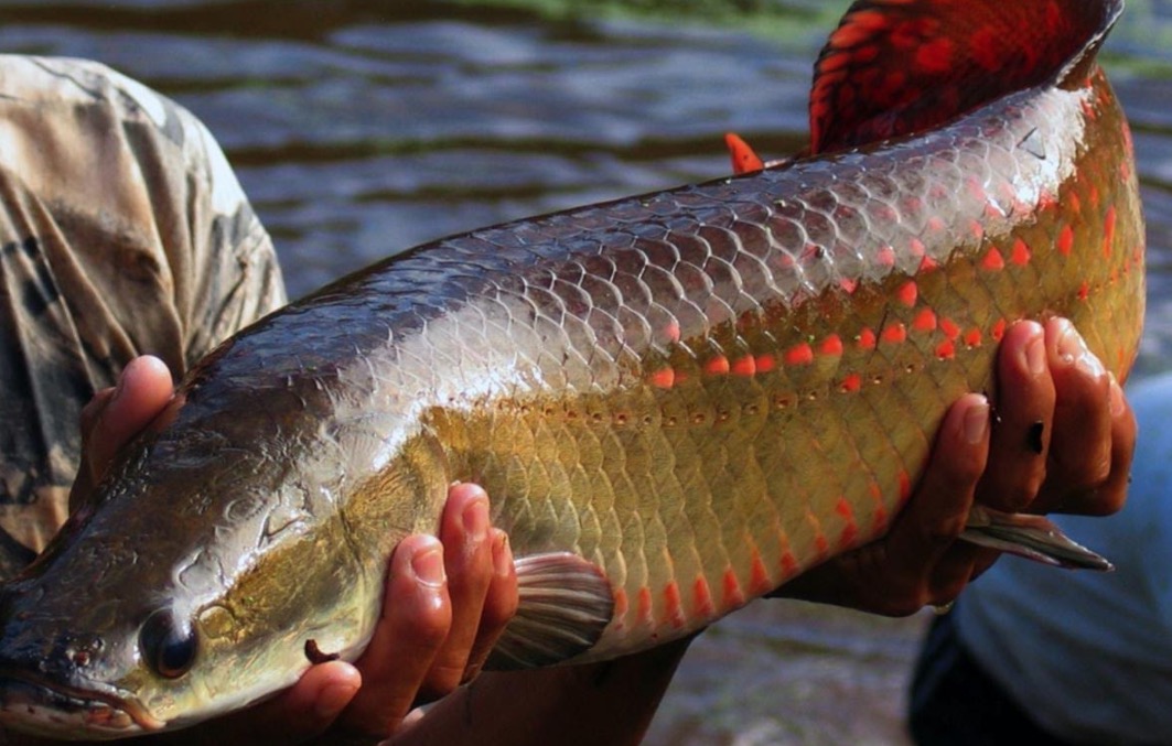 Especialistas internacionais debaterão reprodução de peixes em Manaus