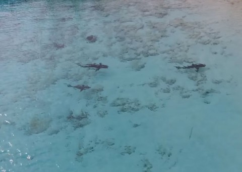 Drone flagra criança mergulhando com quatro tubarões