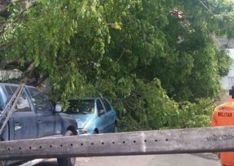 Árvore e poste caem sobre carros e  interditam rua em Manaus