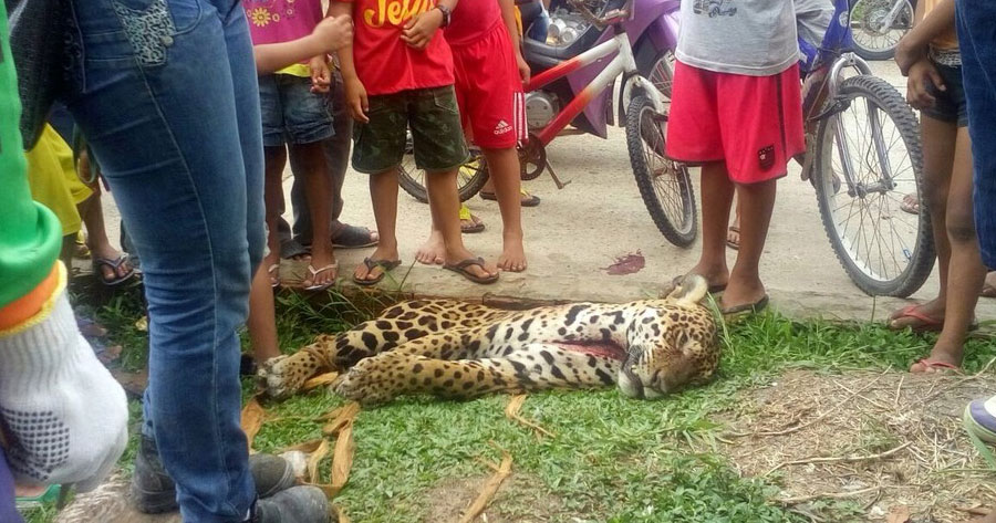  Caçador enfrenta onça, mata e distribui carne para moradores no Amazonas
