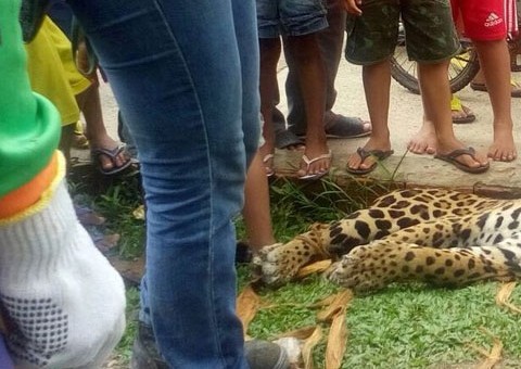  Caçador enfrenta onça, mata e distribui carne para moradores no Amazonas