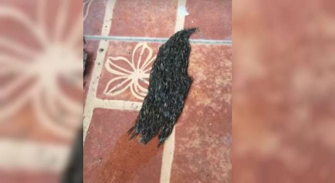 Criatura bizarra em movimento pode ser sinal da natureza avisando fim do mundo; Vídeo