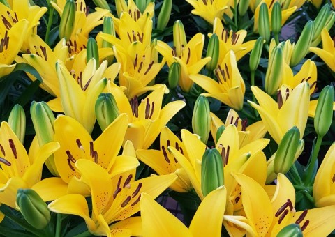 Festival das Flores de Holambra embeleza Praça da Saudade nesta quinta