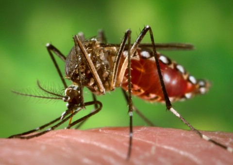 Ciência explica motivo pelo qual os mosquitos sempre te perseguem