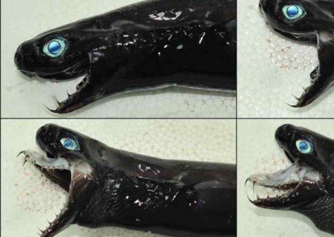 Pesquisadores se surpreendem com captura de animal bizarro em Taiwan