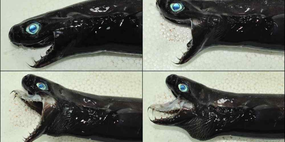 Pesquisadores se surpreendem com captura de animal bizarro em Taiwan