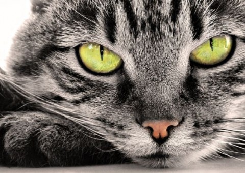 Saiba por que os gatos gostam de se esfregar nas pernas dos donos. Não é sinal de carinho