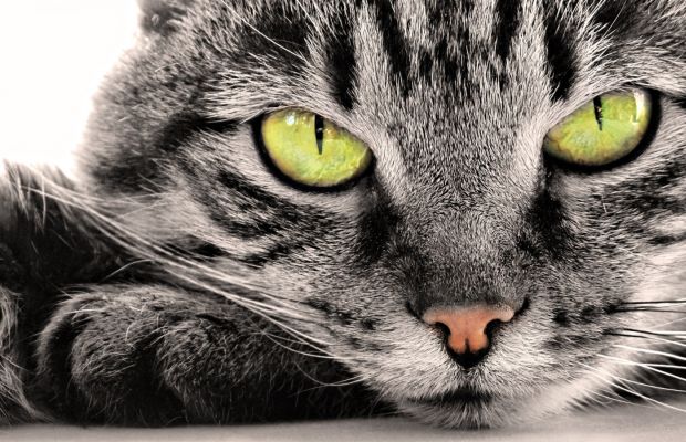 Saiba por que os gatos gostam de se esfregar nas pernas dos donos. Não é sinal de carinho