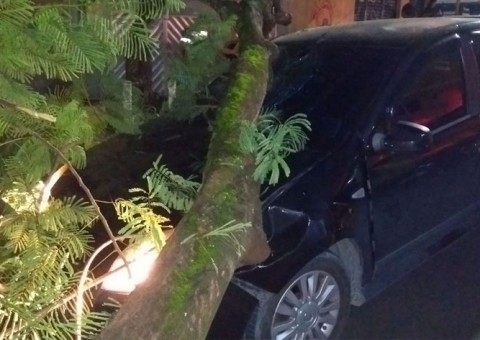 Árvore tomba e cai em cima de carro que passava por rua em Manaus