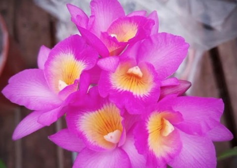  A agenda cultural deste fim de semana está florida. Confira