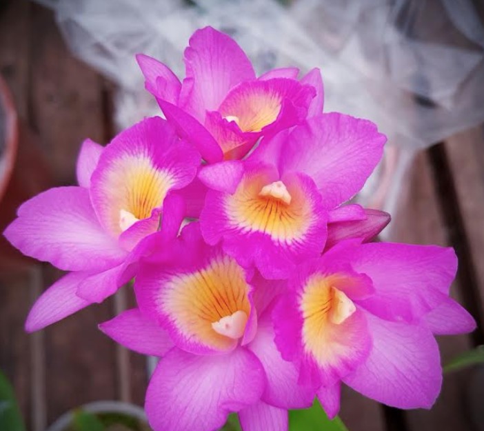  A agenda cultural deste fim de semana está florida. Confira