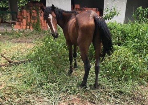 Cavalos sofriam maus tratos em Manaus e até caveira foi encontrada
