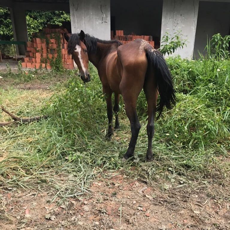 Cavalos sofriam maus tratos em Manaus e até caveira foi encontrada