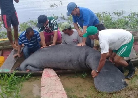 Peixe-boi de 250 kg é torturado e deixado para morrer às margens de rio no Amazonas