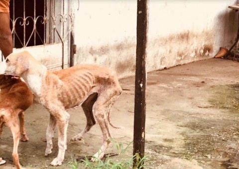 Operação ‘Beethoven’ identifica sete casos de maus-tratos de animais 