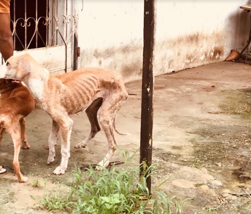 Operação ‘Beethoven’ identifica sete casos de maus-tratos de animais 