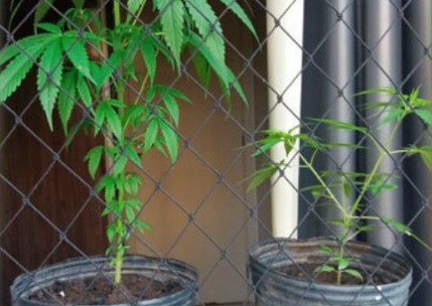 Casal é preso com plantação de maconha dentro de condomínio de luxo em Manaus