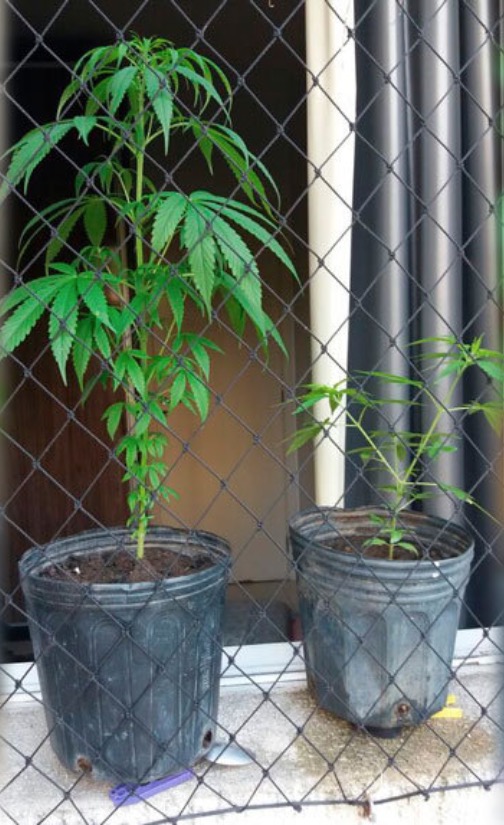 Casal é preso com plantação de maconha dentro de condomínio de luxo em Manaus