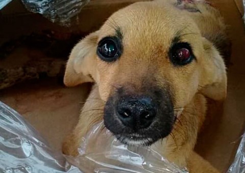 Filhote tem corpo dilacerado por ônibus e ONG pede ajuda para salvá-lo