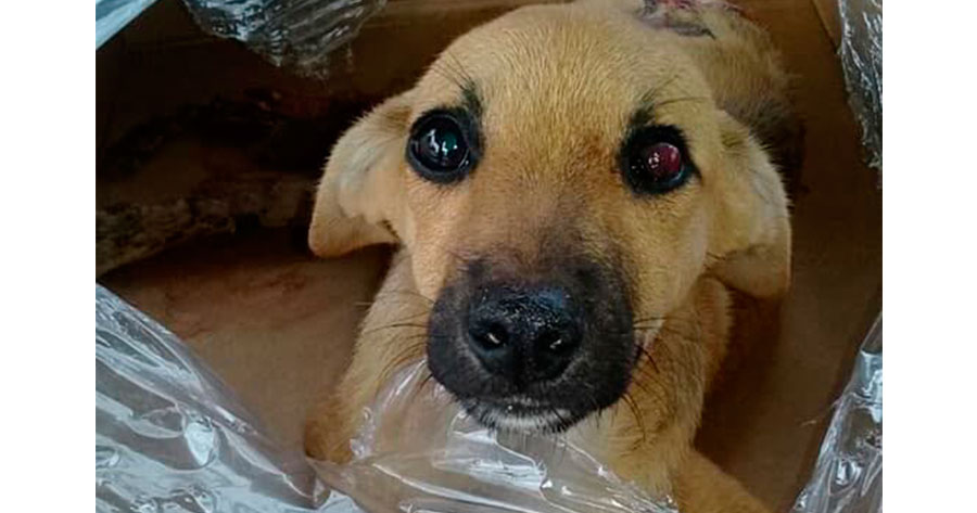 Filhote tem corpo dilacerado por ônibus e ONG pede ajuda para salvá-lo