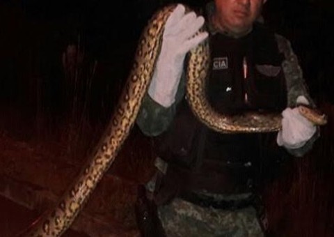 Sucuri gigante é capturada após aterrorizar populares em Manaus