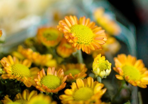 Festival das Flores de Holambra recebe shows musicais neste fim de semana