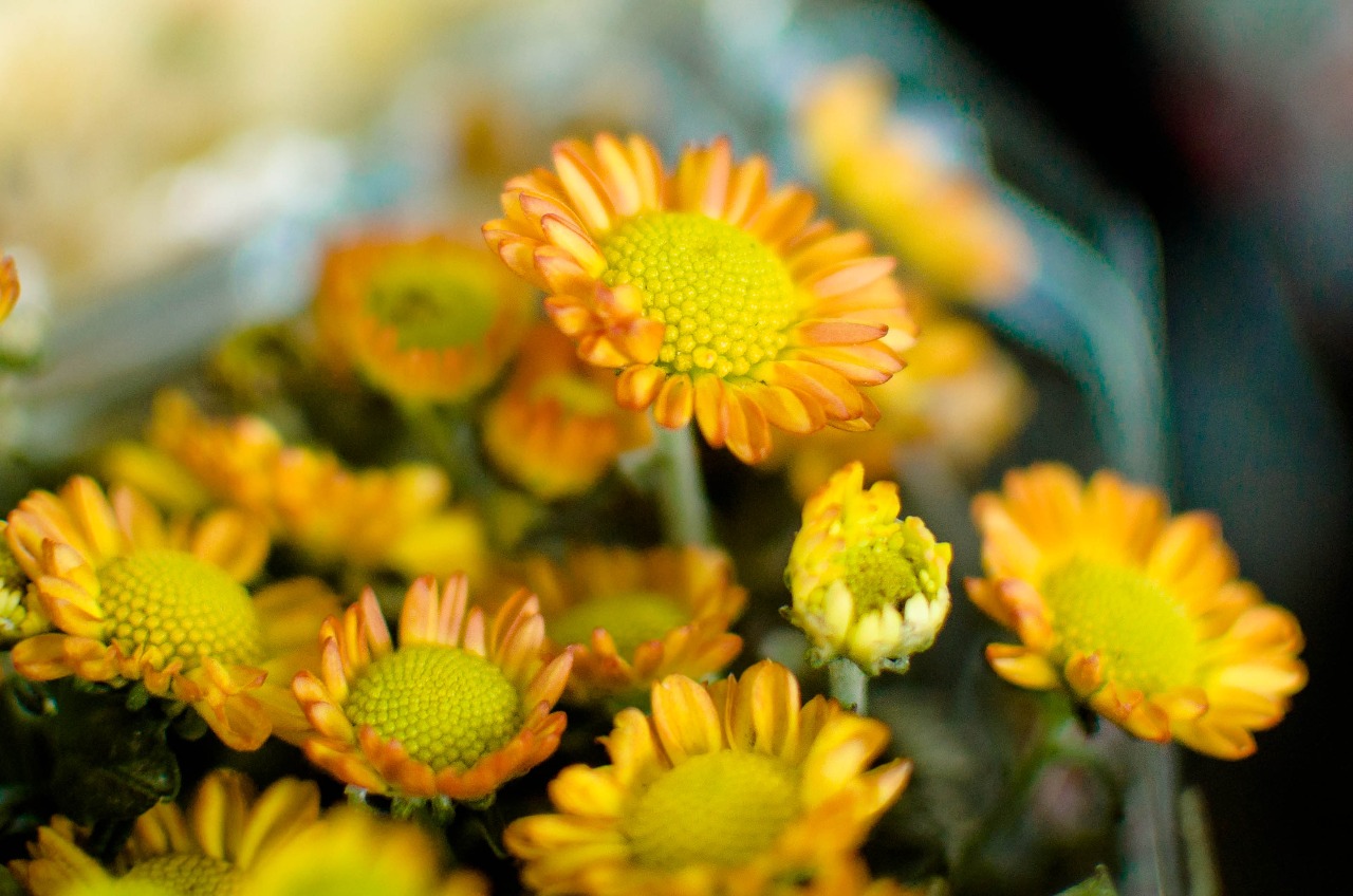 Festival das Flores de Holambra recebe shows musicais neste fim de semana