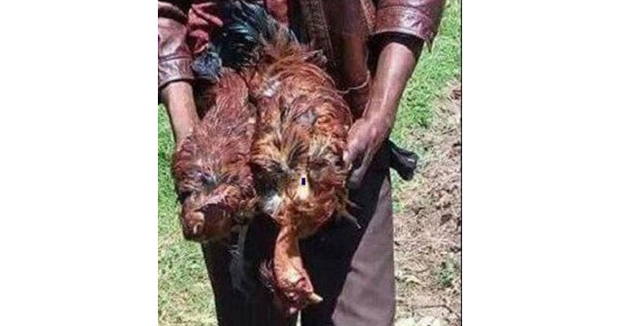 Homem é flagrado estuprando galinhas até a morte