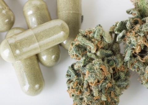 Maconha medicinal pode prevenir doenças de fígado, aponta estudo