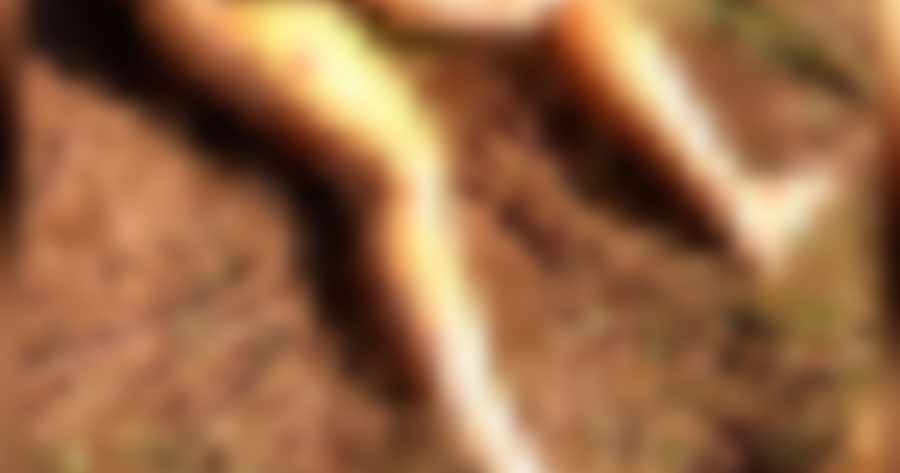 Corpo de homem é encontrado em local de desova no Amazonas