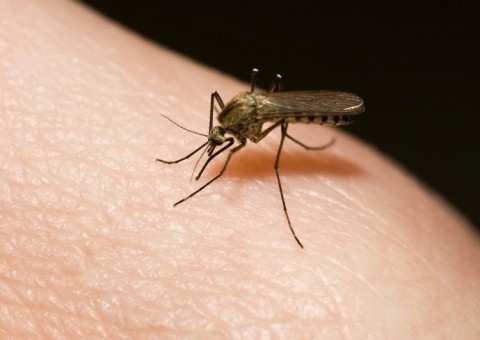 Bloco Xô Mosquito vai alertar foliões para combater o Aedes Aegypti