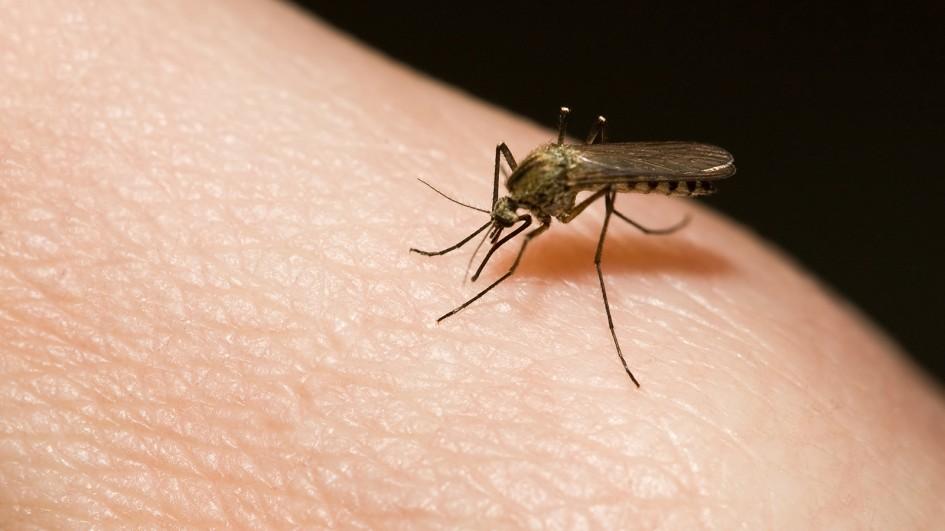 Bloco Xô Mosquito vai alertar foliões para combater o Aedes Aegypti
