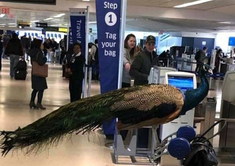 Mulher é impedida de embarcar com pavão em voo 