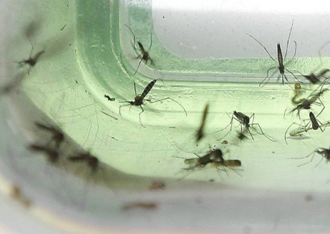 Pesquisadores descobre que 'primos' da Zika também podem causar microcefalia