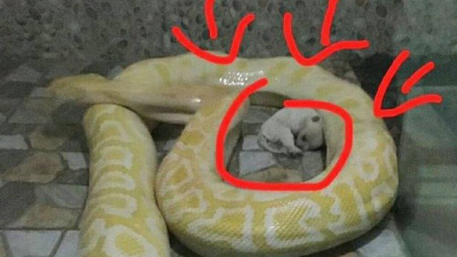 Zoológico causa revolta a oferecer cães vivos para cobras pítons
