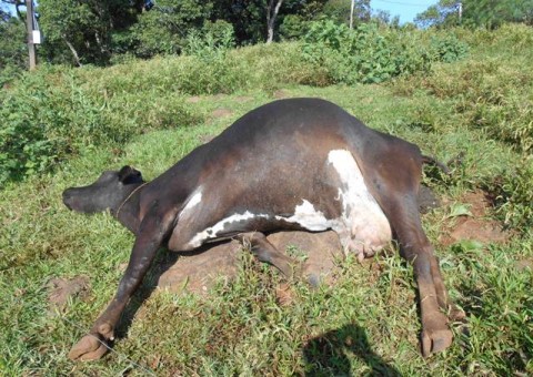60 pessoas são internadas após comerem carne de vaca envenenada