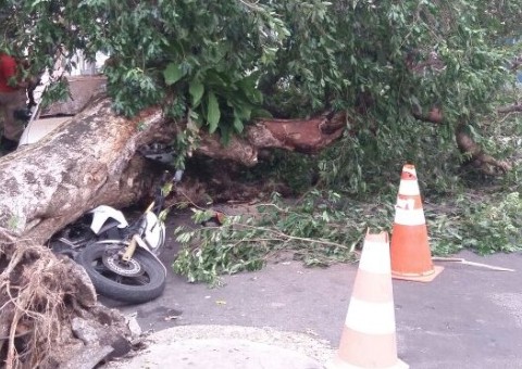 Árvore tomba e destrói 4 veículos no Centro de Manaus