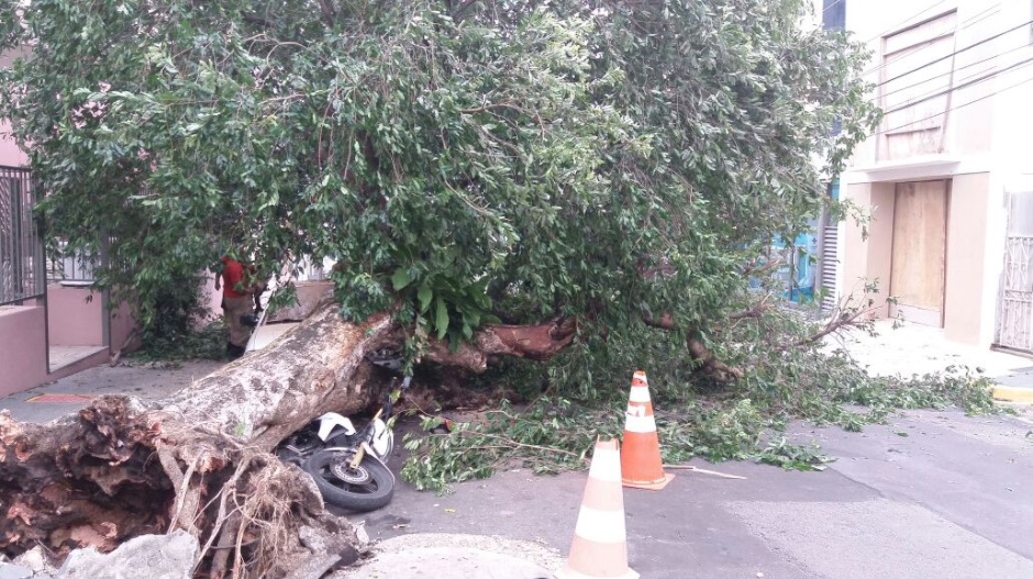 Árvore tomba e destrói 4 veículos no Centro de Manaus