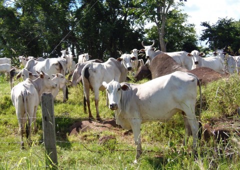 TRF3 derruba liminar que impedia exportação de bois vivos